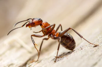 Ant Control Sebastopol