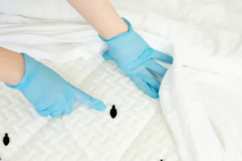 Bedbug Control Sebastopol