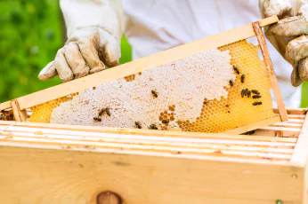 Bees Control Sebastopol