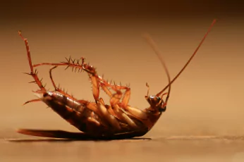 Cockroach Control Sebastopol