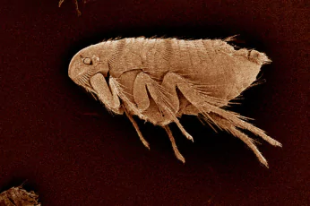 Flea Control Sebastopol