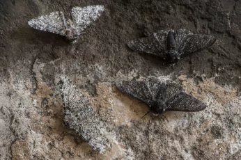 Moth Control Sebastopol