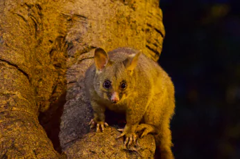 Possum Removal Sebastopol