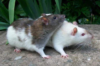 Rodent Control Sebastopol