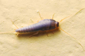 Silverfish Control Sebastopol