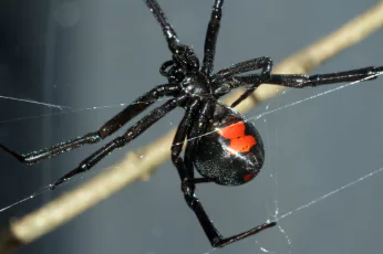 Spider Control Sebastopol