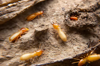 Termite Control Sebastopol