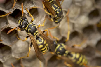 Wasp Control Sebastopol